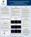 Impact of Febrile-Like Stress on Mouse Macrophages by Domenic Picone and Jasmine Syriac