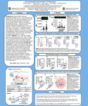 Succinate Regulates Age-Associated T Cell Inflammation by Gabrielle Chase, Kailey Leclerc, and Evelyn Ocegueda