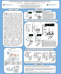 Succinate Dehydrogenase Impacts T Cell Inflammation by Regulating Mitochondrial Structure and Function by Michaella Niceforo and Lydia Gugliuzza