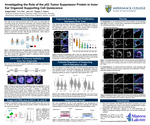 Investigating the Role of the p53 Tumor Suppressor Protein in Inner Ear Organoid Supporting Cell Quiescence