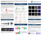 Investigating the Expression of the GFI1 Transcription Factor in Inner Ear Organoids