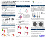 Investigating the Effects of FGF Signaling on Non-Neural Ectoderm Formation in an Organoid Model