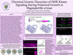 Chemical Genetic Dissection of NDR Kinase Signaling During Polarized Growth in Magnaporthe oryzae